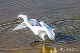 Great White Heron Port Aransas 2022